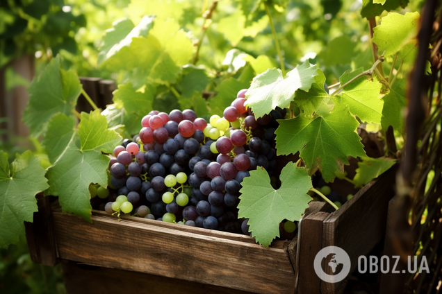 Чем подкармливают виноград, чтобы был сладким – как увеличить урожай